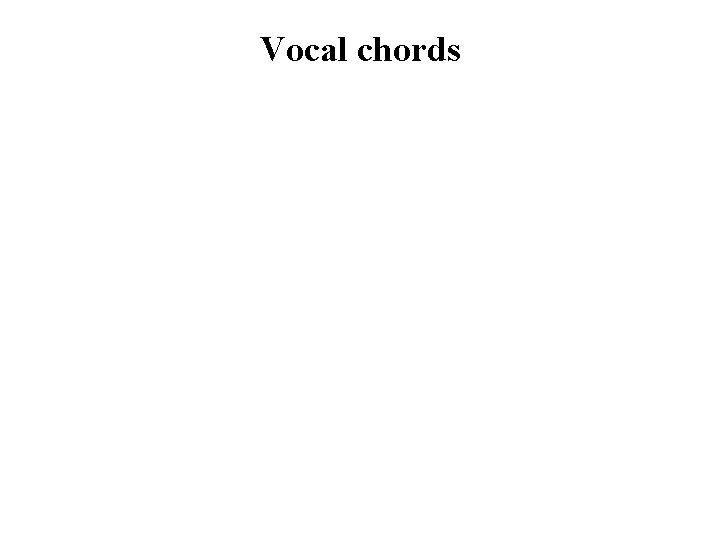 Vocal chords 