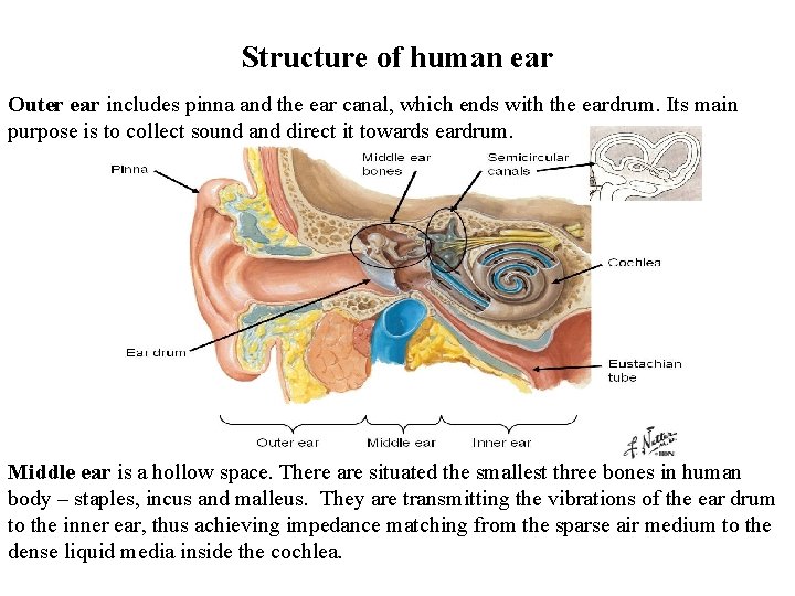 Structure of human ear Outer ear includes pinna and the ear canal, which ends