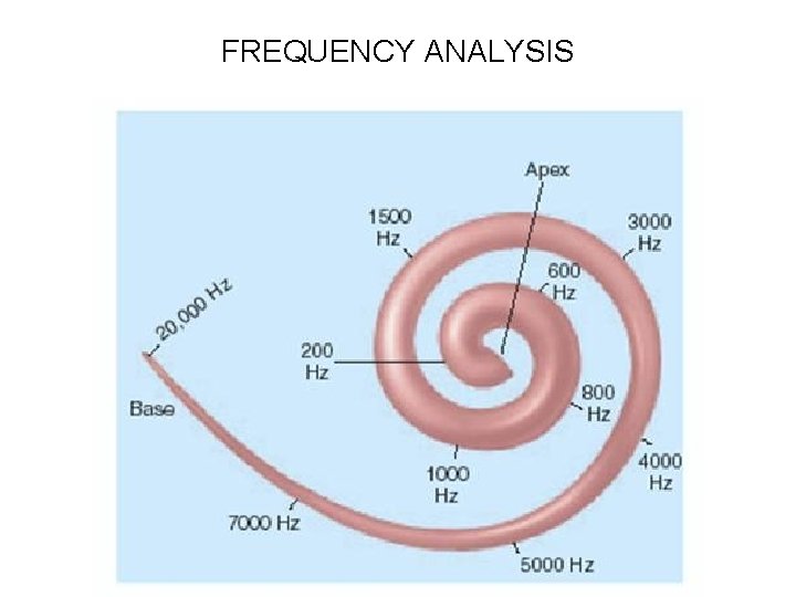 FREQUENCY ANALYSIS 