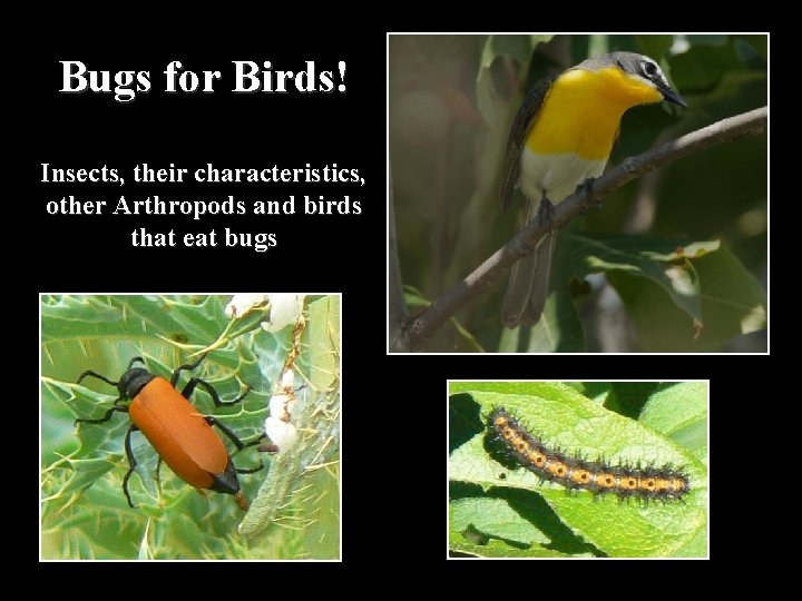 Bugs for Birds! Insects, their characteristics, other Arthropods and birds that eat bugs 