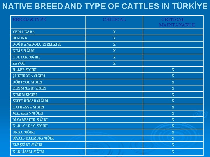 NATIVE BREED AND TYPE OF CATTLES IN TÜRKİYE BREED &TYPE CRITICAL MAINTANANCE YERLİ KARA