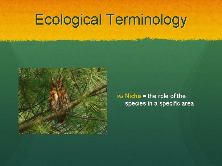 Ecological Terminology Niche = the role of the species in a specific area 