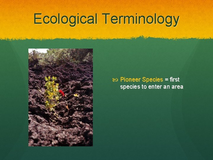 Ecological Terminology Pioneer Species = first species to enter an area 