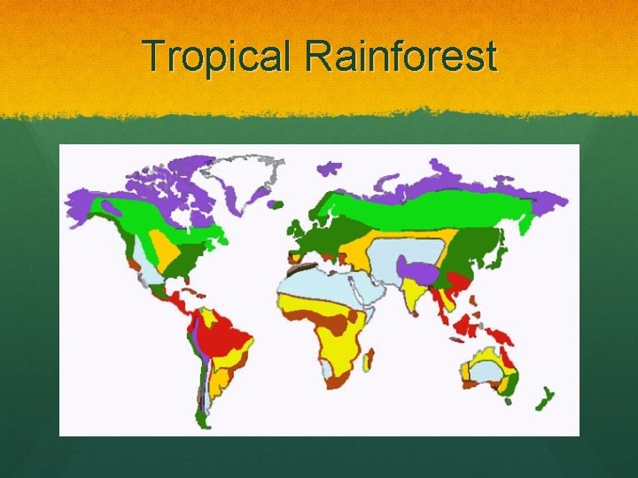 Tropical Rainforest 