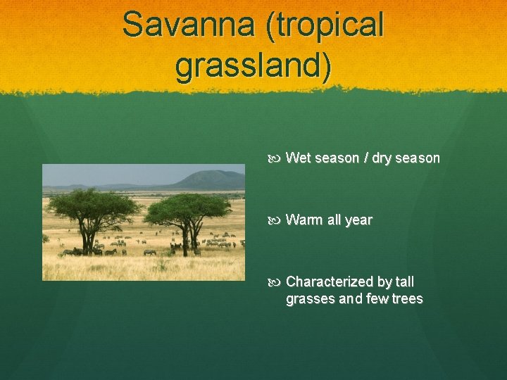 Savanna (tropical grassland) Wet season / dry season Warm all year Characterized by tall