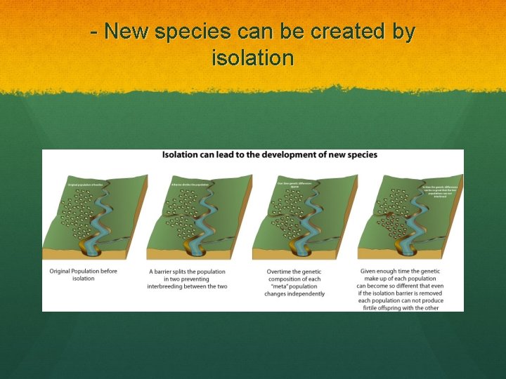 - New species can be created by isolation 