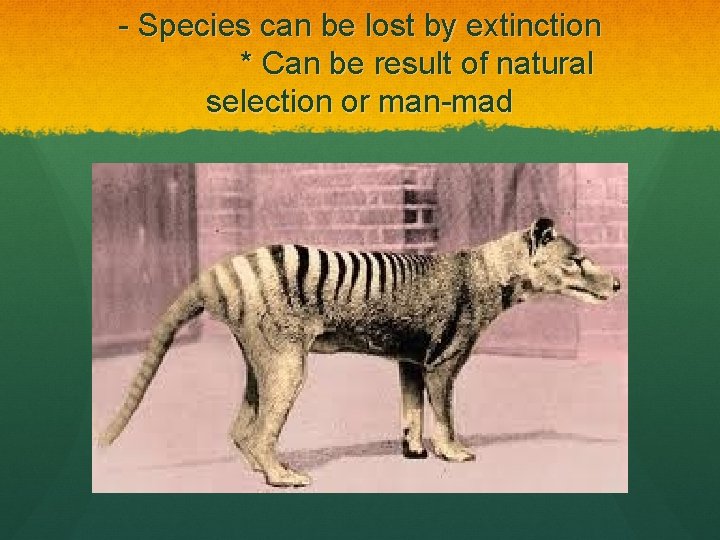 - Species can be lost by extinction * Can be result of natural selection