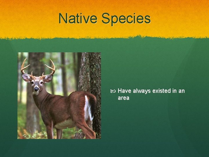 Native Species Have always existed in an area 