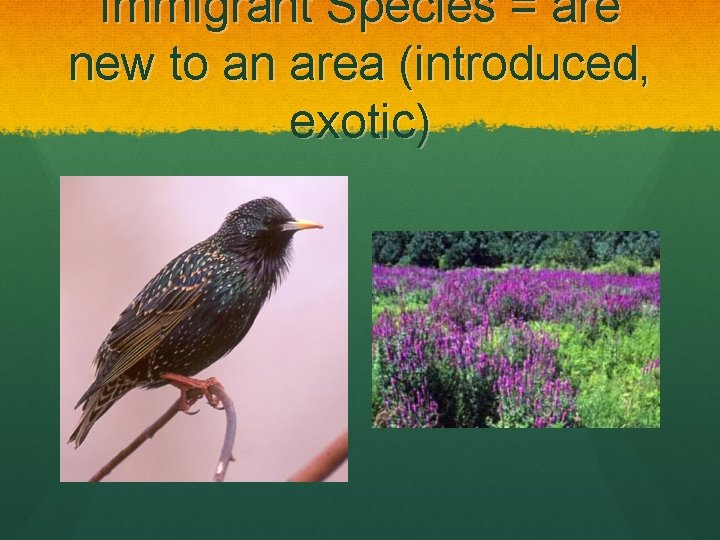 Immigrant Species = are new to an area (introduced, exotic) 