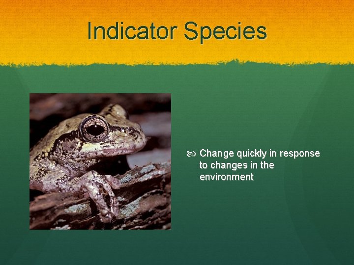 Indicator Species Change quickly in response to changes in the environment 