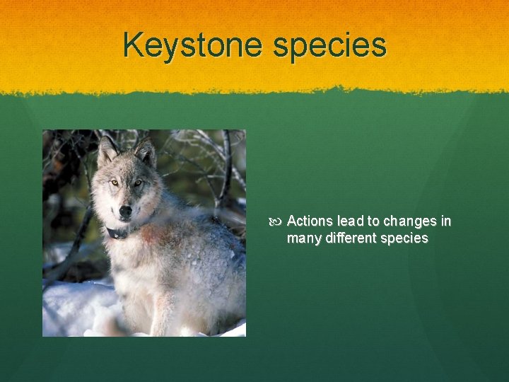 Keystone species Actions lead to changes in many different species 