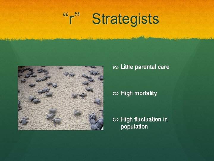 “r” Strategists Little parental care High mortality High fluctuation in population 