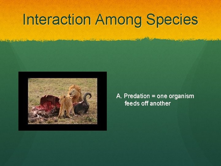 Interaction Among Species A. Predation = one organism feeds off another 