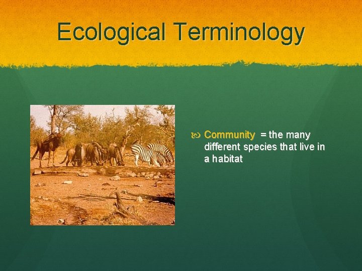 Ecological Terminology Community = the many different species that live in a habitat 