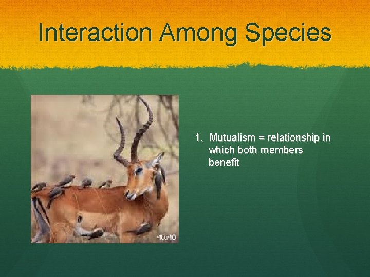 Interaction Among Species 1. Mutualism = relationship in which both members benefit 