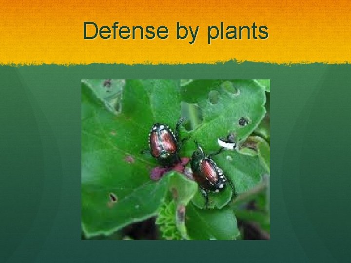 Defense by plants 