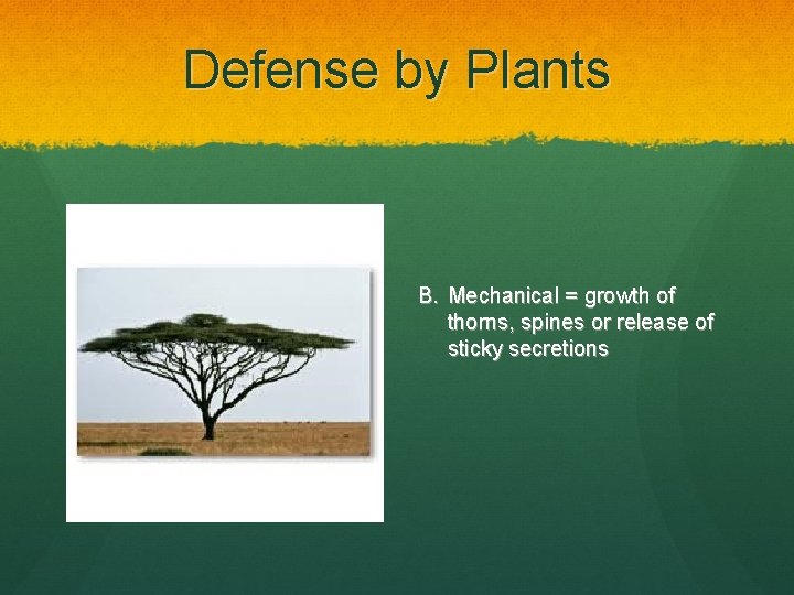 Defense by Plants B. Mechanical = growth of thorns, spines or release of sticky