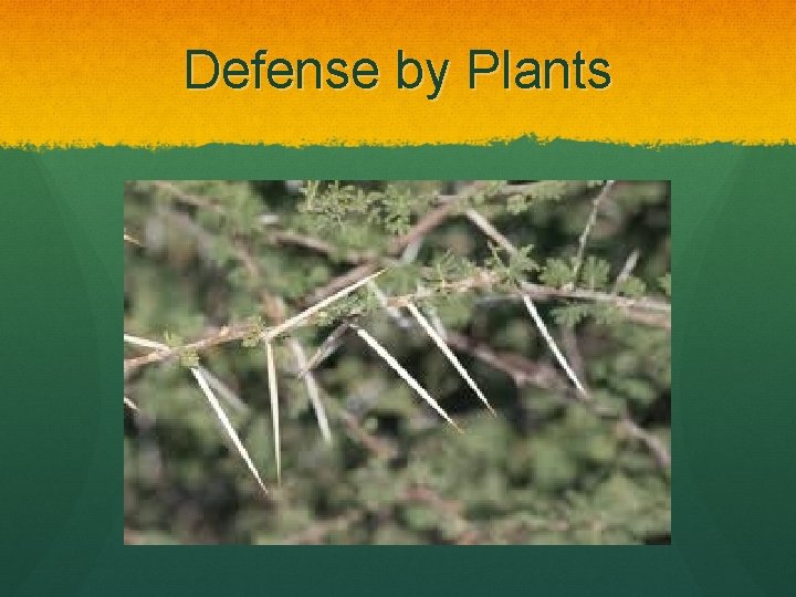 Defense by Plants 