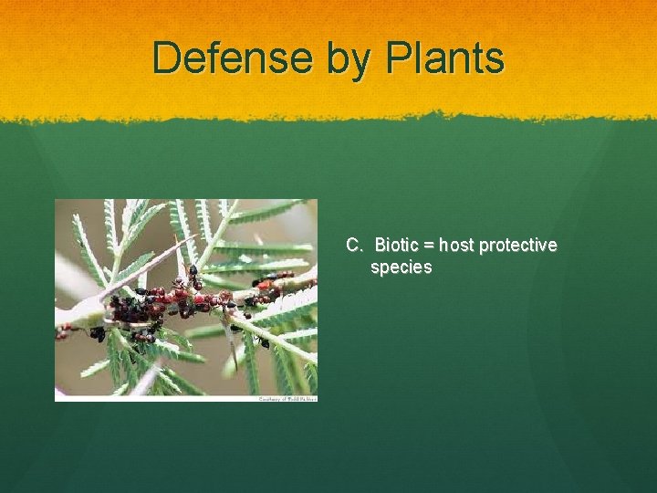 Defense by Plants C. Biotic = host protective species 