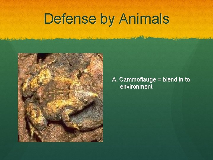 Defense by Animals A. Cammoflauge = blend in to environment 