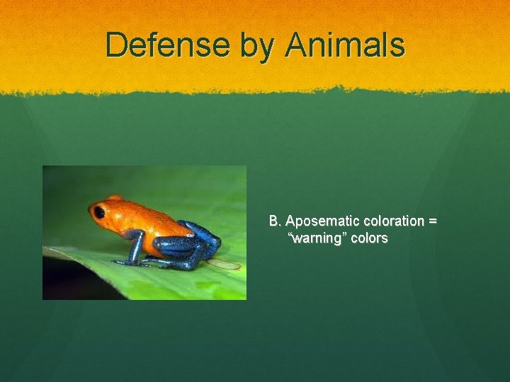 Defense by Animals B. Aposematic coloration = “warning” colors 