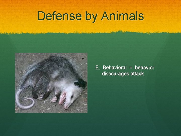 Defense by Animals E. Behavioral = behavior discourages attack 