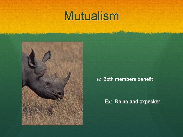 Mutualism Both members benefit Ex: Rhino and oxpecker 