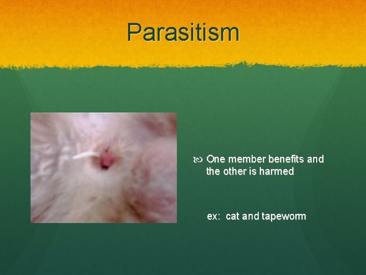 Parasitism One member benefits and the other is harmed ex: cat and tapeworm 