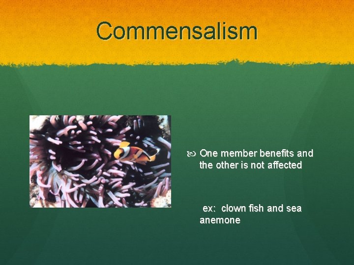 Commensalism One member benefits and the other is not affected ex: clown fish and