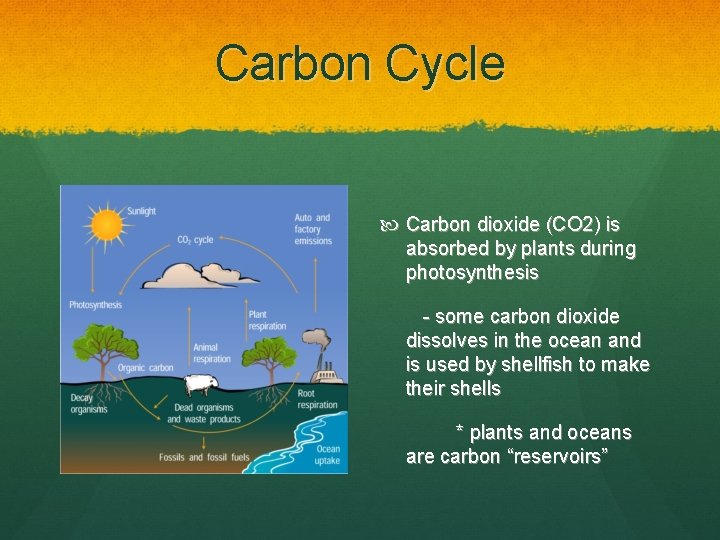 Carbon Cycle Carbon dioxide (CO 2) is absorbed by plants during photosynthesis - some