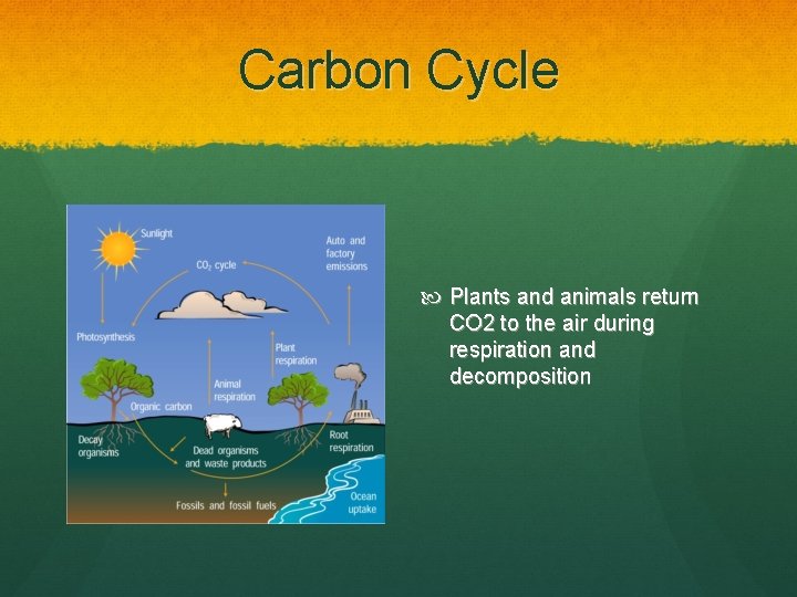 Carbon Cycle Plants and animals return CO 2 to the air during respiration and