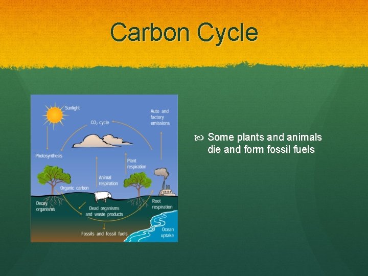 Carbon Cycle Some plants and animals die and form fossil fuels 