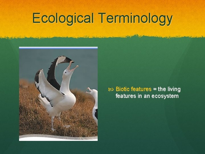 Ecological Terminology Biotic features = the living features in an ecosystem 