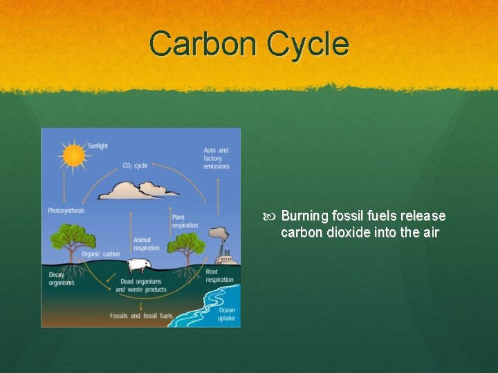 Carbon Cycle Burning fossil fuels release carbon dioxide into the air 