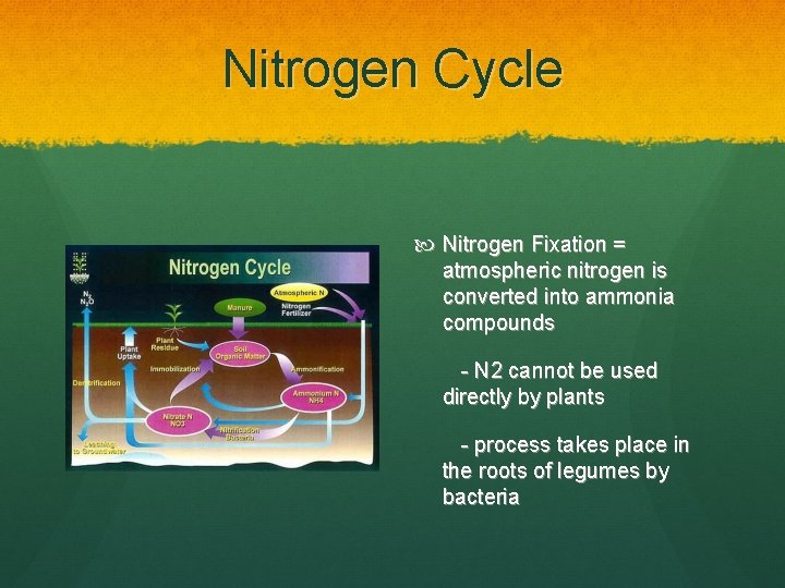 Nitrogen Cycle Nitrogen Fixation = atmospheric nitrogen is converted into ammonia compounds - N