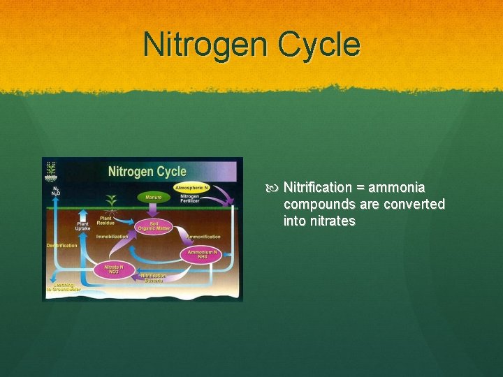 Nitrogen Cycle Nitrification = ammonia compounds are converted into nitrates 