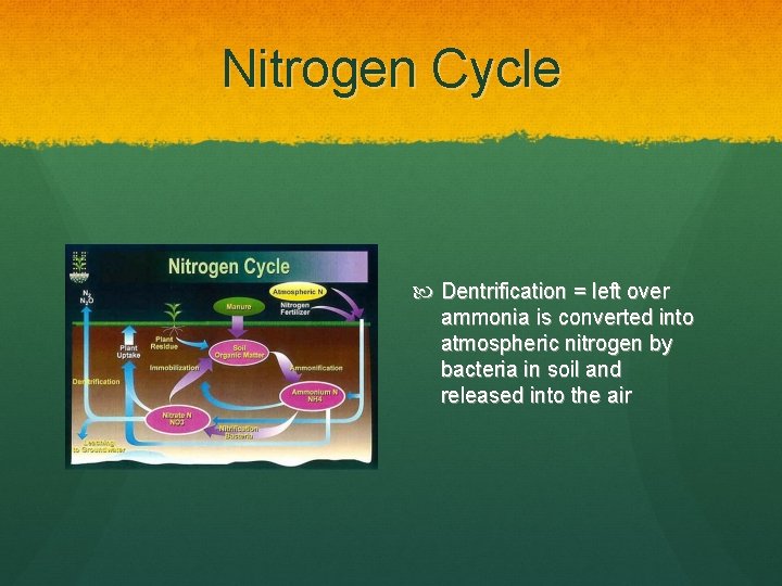 Nitrogen Cycle Dentrification = left over ammonia is converted into atmospheric nitrogen by bacteria