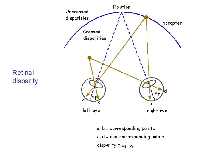 Retinal disparity 