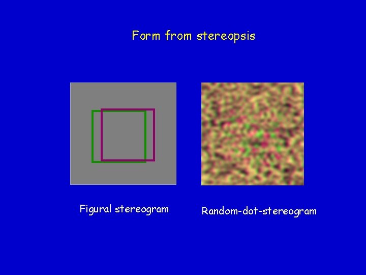 Form from stereopsis Figural stereogram Random-dot-stereogram 