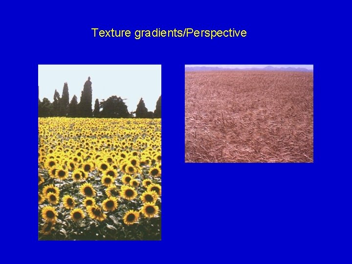 Texture gradients/Perspective 