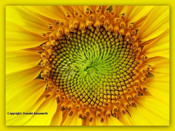 Copyright: Donald Ainsworth 