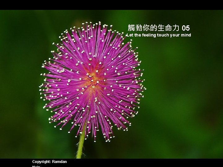 觸動你的生命力 05 Let the feeling touch your mind Copyright: Ramdan 
