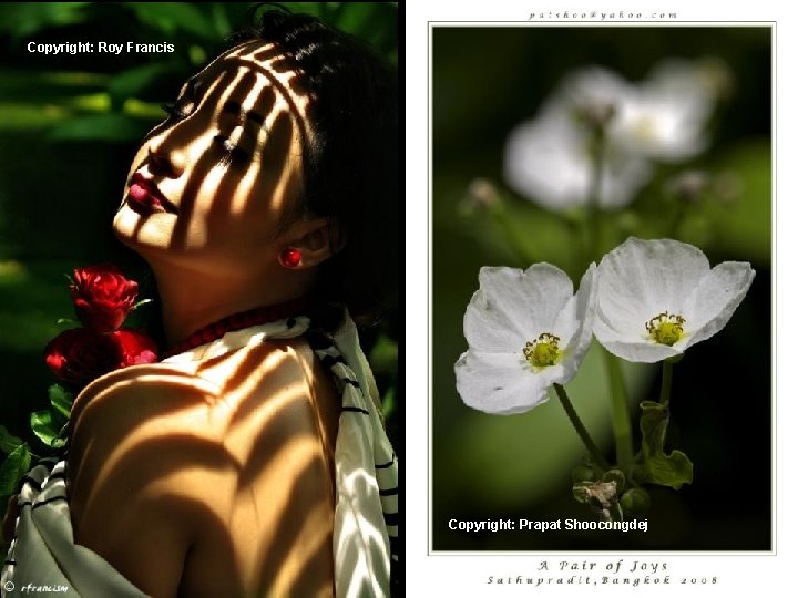 Copyright: Roy Francis Copyright: Prapat Shoocongdej 
