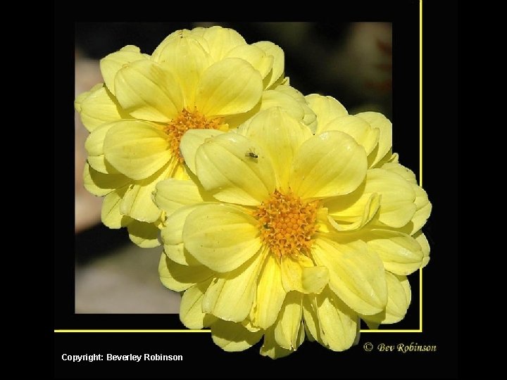 Copyright: Beverley Robinson 