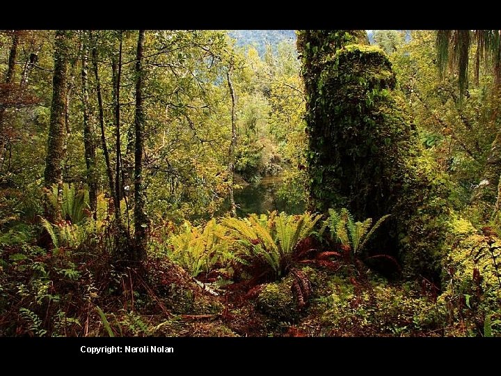 Copyright: Neroli Nolan 