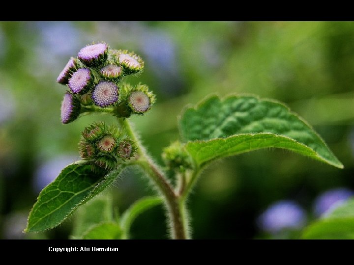 Copyright: Atri Hematian 