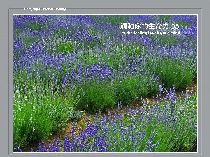 Copyright: Michel Boulay 觸動你的生命力 05 Let the feeling touch your mind 