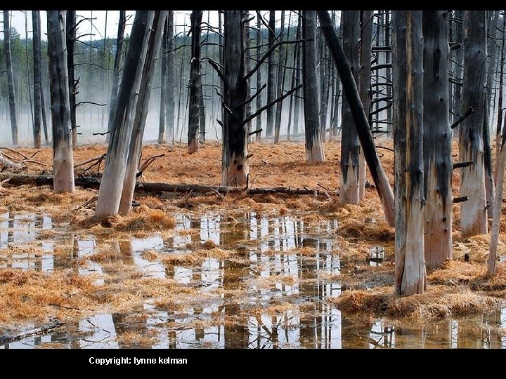 Copyright: lynne kelman 