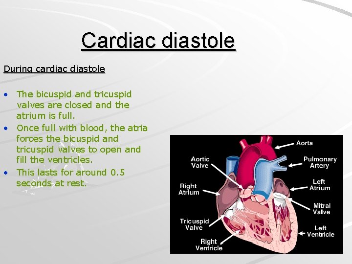 Cardiac diastole During cardiac diastole • The bicuspid and tricuspid valves are closed and