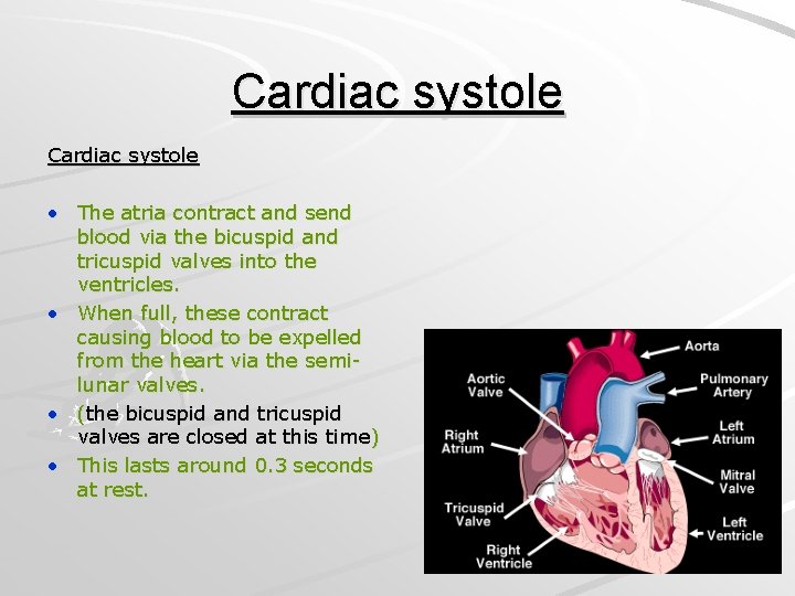 Cardiac systole • The atria contract and send blood via the bicuspid and tricuspid